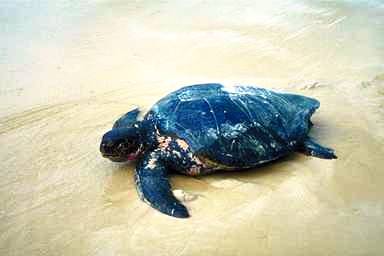 Caretta Caretta