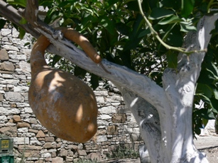 Flaschenkuerbis an einem Baum