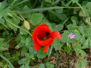 Klatschmohn Mykonos